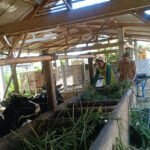 Di duga Kepala Desa Alergi Terhadap Wartawan, Yang mau Konfirmasi