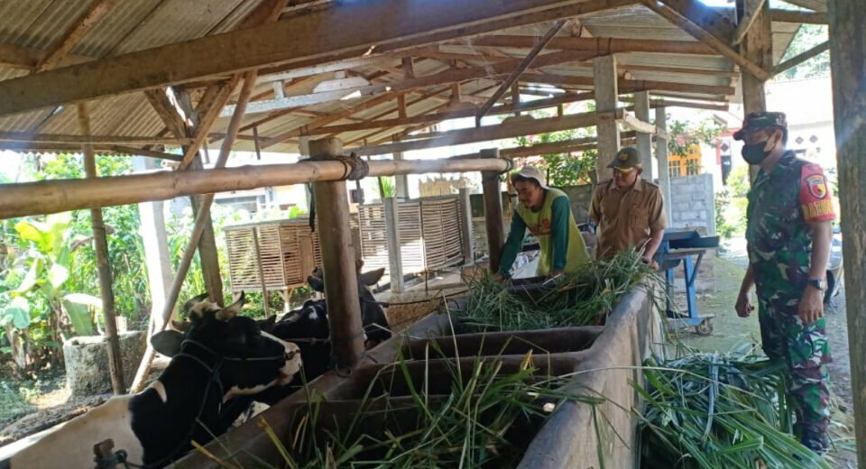 Babinsa Koramil Doko Laksanakan Pemantauan dan Pengecekan Hewan Ternak Sapi Milik Warga Binaannya