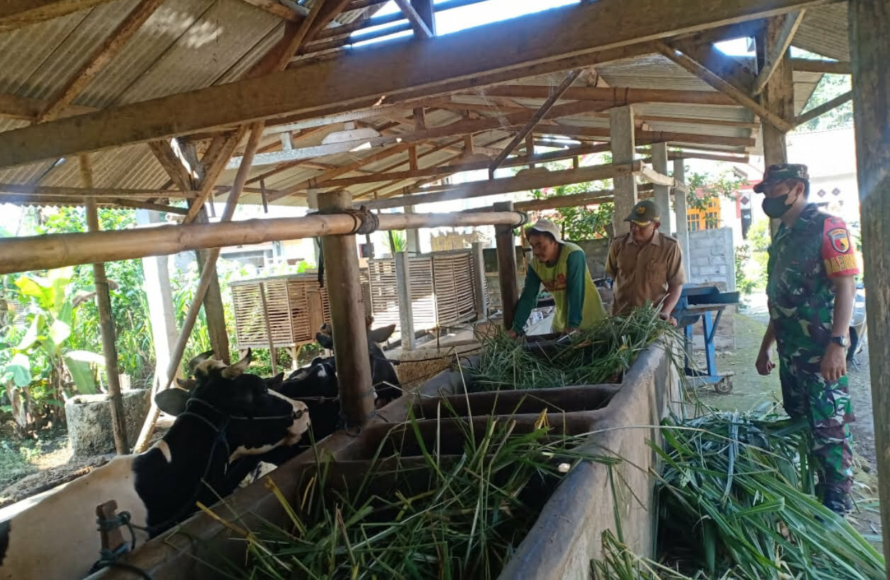Babinsa Koramil Doko Laksanakan Pemantauan dan Pengecekan Hewan Ternak Sapi Milik Warga Binaannya