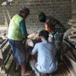 Sukseskan Program Balita Sehat, Babinsa Koramil Talun Dampingi Kegiatan Posyandu Di Wilayah Binaannya