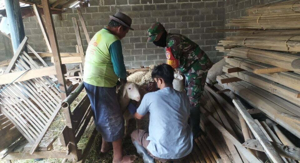 Peduli Kesehatan Hewan Ternak, Babinsa Pos Selopuro Dampingi Kegiatan Vaksinasi PMK Di Wilayah Binaannya