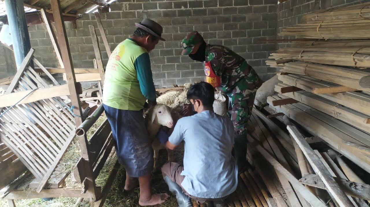 Peduli Kesehatan Hewan Ternak, Babinsa Pos Selopuro Dampingi Kegiatan Vaksinasi PMK Di Wilayah Binaannya