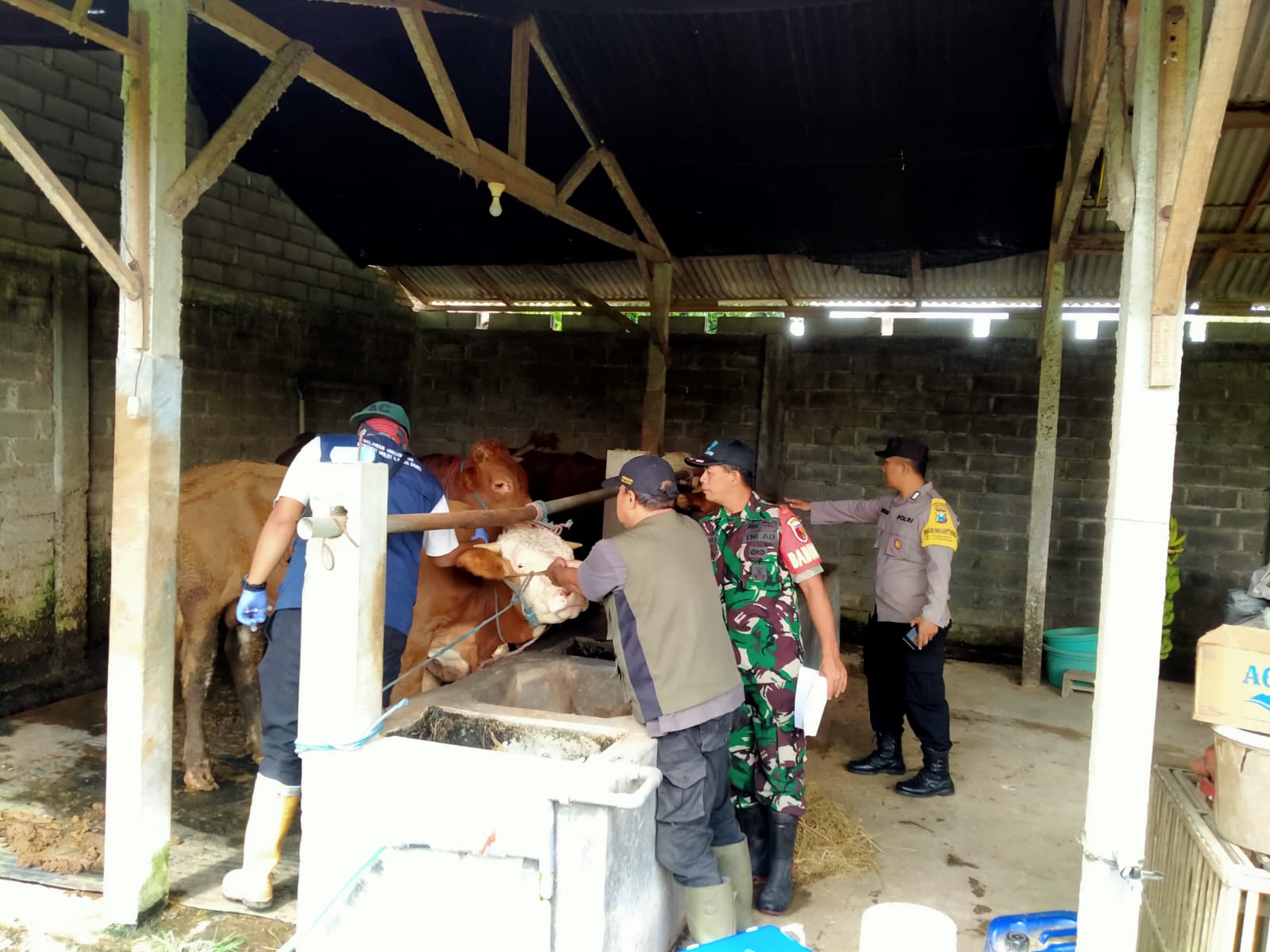 Babinsa Koramil Kademangan Dampingi Kegiatan Vaksinasi PMK Di Wilayah Binaannya