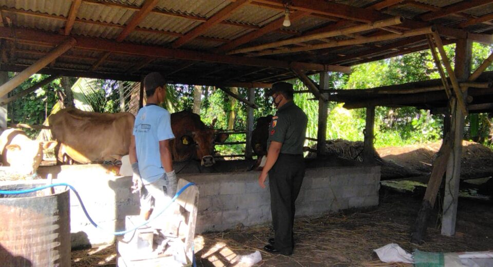 Cegah Penyebaran Penyakit Mulut Dan Kuku, Babinsa Koramil Doko Cek Hewan Ternak Milik Warga Binaannya