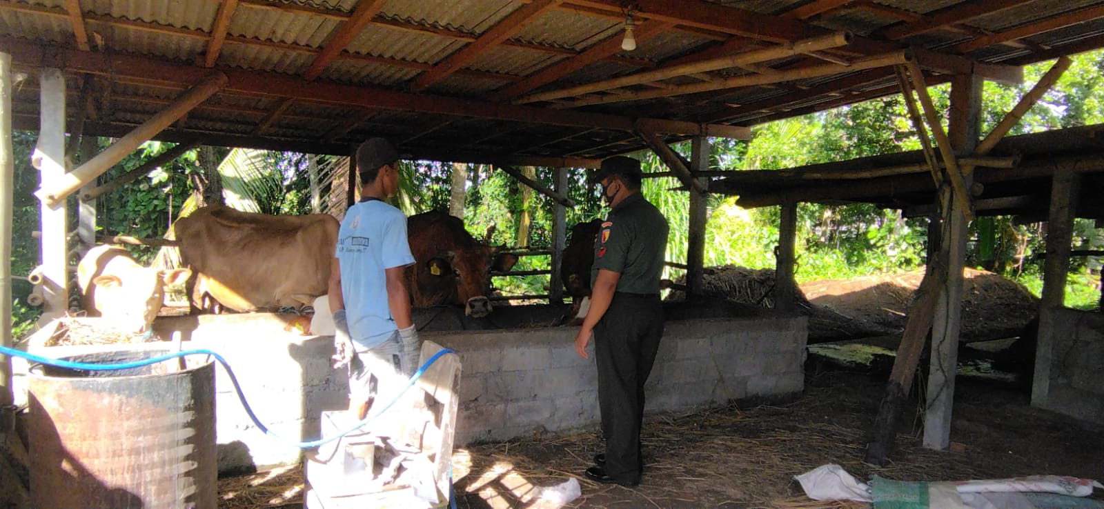 Cegah Penyebaran Penyakit Mulut Dan Kuku, Babinsa Koramil Doko Cek Hewan Ternak Milik Warga Binaannya