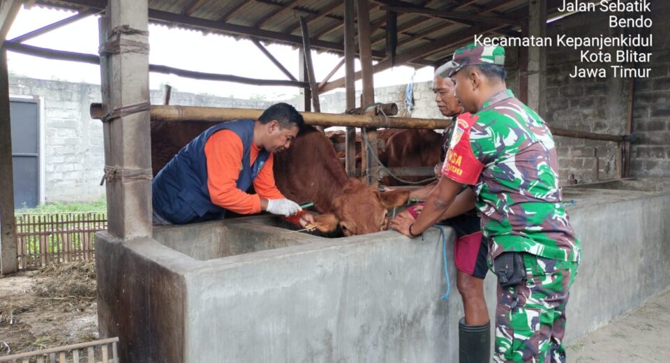 Babinsa Koramil Sukorejo Dampingi Vaksinasi PMK Di Wilayah Binaannya