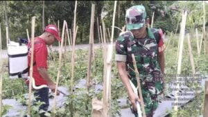 Sebagai Wujud Peran Aktif Babinsa Koramil 0808/10 Kademangan, Bantu Petani Laksanakan Penyemprotan Tanaman Cabe