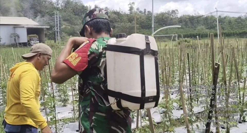 Sebagai Wujud Peran Aktif Babinsa Koramil 0808/10 Kademangan, Bantu Petani Laksanakan Penyemprotan Tanaman Cabe