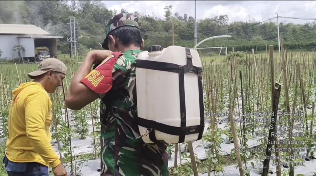 Sebagai Wujud Peran Aktif Babinsa Koramil 0808/10 Kademangan, Bantu Petani Laksanakan Penyemprotan Tanaman Cabe