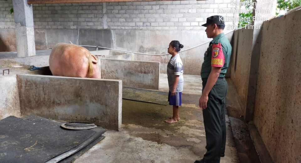 Peduli Kesehatan Hewan, Babinsa Koramil Talun Cek Hewan Ternak Di Wilayah Binaannya