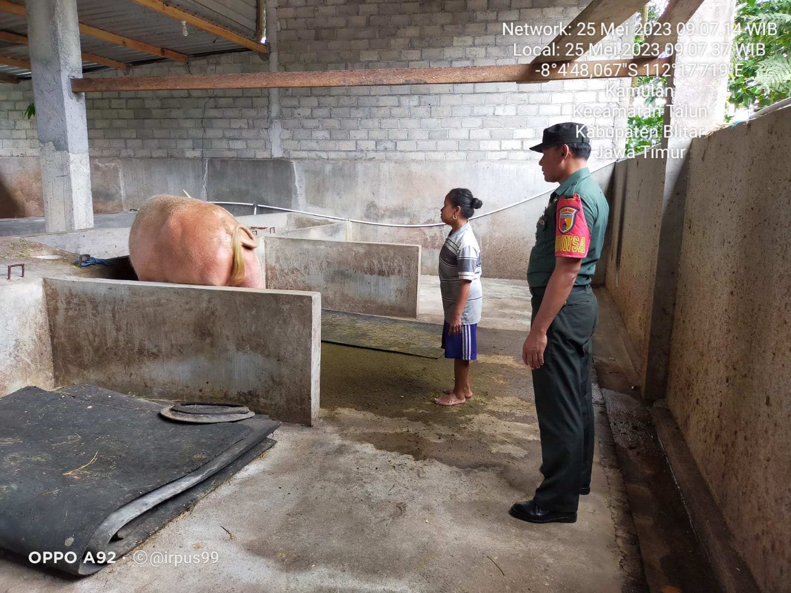 Peduli Kesehatan Hewan, Babinsa Koramil Talun Cek Hewan Ternak Di Wilayah Binaannya