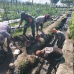Dandim 0808/Blitar Dampingi Gubernur Jawa Timur Panen Raya Padi Di Wilayah Kabupaten Blitar