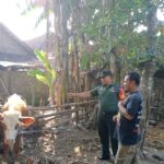 Pastikan Tepat Sasaran, Babinsa Pos Selopuro Dampingi Penyaluran BLT DD Di Wilayah Binaannya