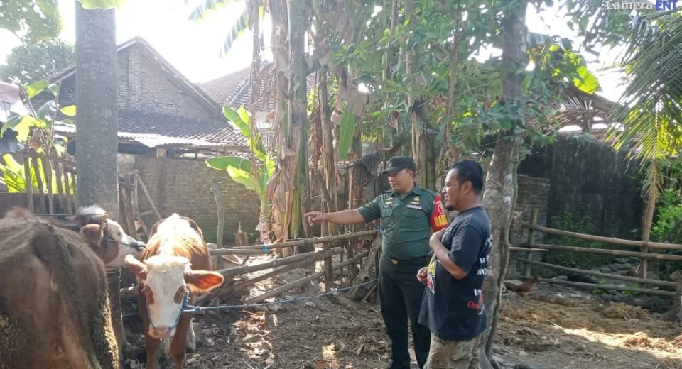Antisipasi Penyebaran PMK, Babinsa Koramil Sanankulon Cek Hewan Ternak Sapi Di Wilayah Binaannya
