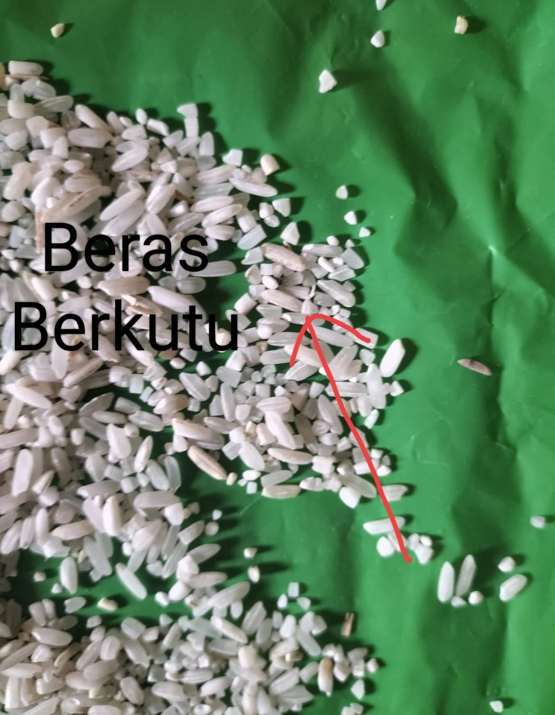 Bantuan Pangan Beras 10 Kg, KPM Kab. Bandung Di Berikan Beras Berkutu, Bau Dan Berwarna Kuning