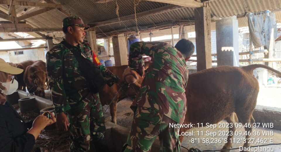 Peduli Kesehatan Hewan Ternak, Babinsa Koramil Ponggok Dampingi Kegiatan Vaksinasi PMK