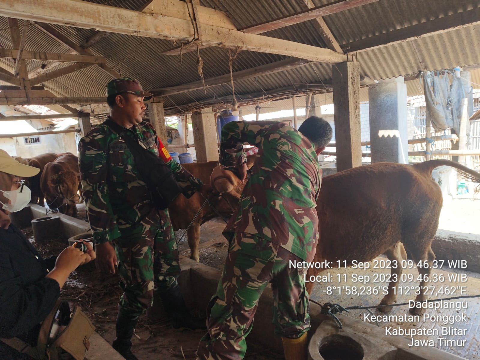 Peduli Kesehatan Hewan Ternak, Babinsa Koramil Ponggok Dampingi Kegiatan Vaksinasi PMK