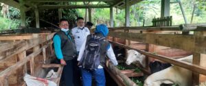 Modal 100jta Dari DD Desa Ciheulang Untuk Kesejahteraan BUMDES Berupa 30 Ekor Domba Gaib