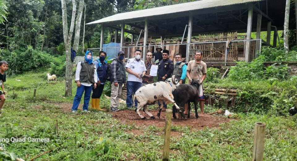 Modal 100jta Dari DD Desa Ciheulang Untuk Kesejahteraan BUMDES Berupa 30 Ekor Domba Gaib