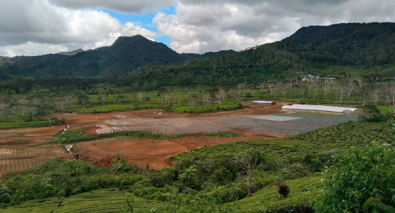 Dugaan Alih Fungsi Lahan PTPN Vlll Sinumbra, Jadi Kebun Sayur Mayur