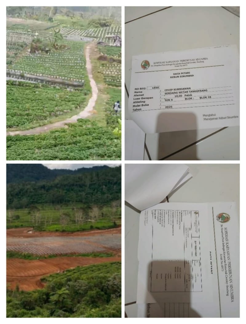 Diduga Abaikan Keterbukaan Informasi, Manajemen PTPN I Regional 2 Rancabali Disorot Terkait Alih Fungsi Lahan Perkebunan Teh